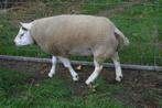 ram, Dieren en Toebehoren, Mannelijk, Schaap, 0 tot 2 jaar