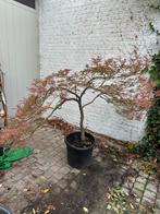 Japanse esdoorn, Tuin en Terras, Ophalen