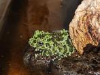 Theloderma Corticale / Grenouille mousse, Animaux & Accessoires, Reptiles & Amphibiens, Amphibien, 0 à 2 ans