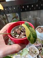 Philodendron Florida beauty, Huis en Inrichting, Kamerplanten, Ophalen of Verzenden