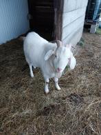 Geit bok, Dieren en Toebehoren, Schapen, Geiten en Varkens, Geit