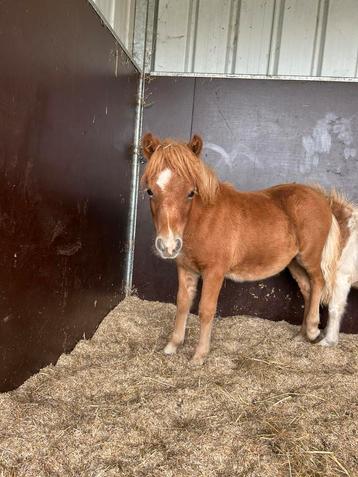 Mooi shetlander hengst veulen te koop beschikbaar voor biedingen