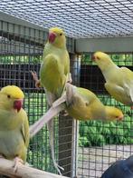 6 Jonge halsband parkieten 2024, Meerdere dieren, Parkiet, Geringd