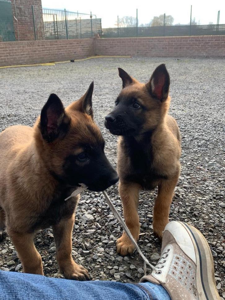 Puppy mechelse herder, Dieren en Toebehoren, Honden | Herdershonden en Veedrijvers, Meerdere dieren, Herder, Fokker | Professioneel