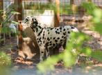 Volwassen dalmatiërs, Dieren en Toebehoren, CDV (hondenziekte), Meerdere, 3 tot 5 jaar, Meerdere dieren