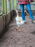 Shamo x maleier, Dieren en Toebehoren, Pluimvee