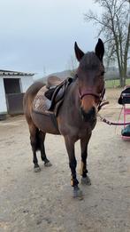Jument de 10ans et pouliche de 5 mois, Animaux & Accessoires, Chevaux & Poneys | Autres trucs de cheval, Enlèvement ou Envoi