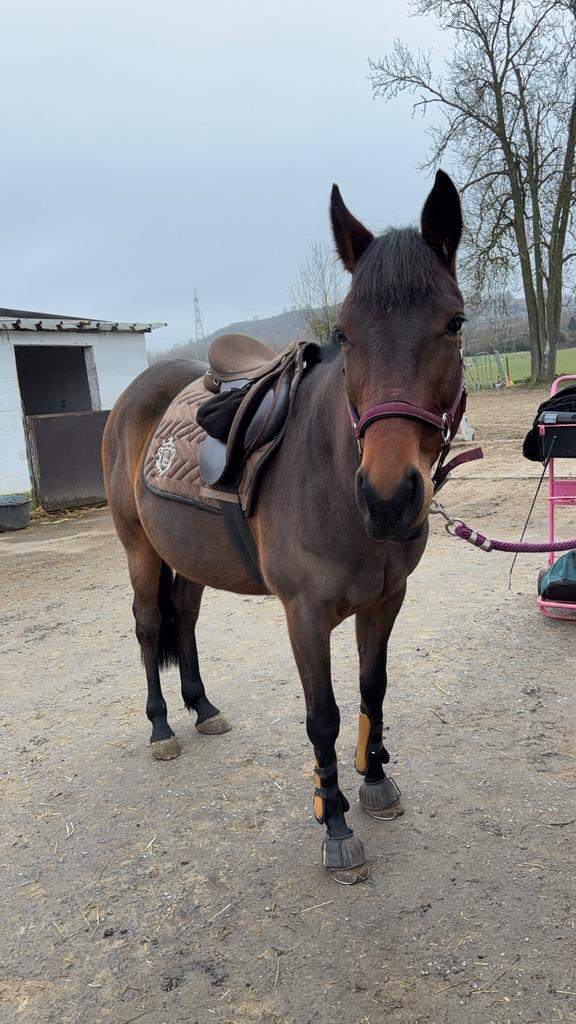 Jument de 10ans et pouliche de 5 mois, Dieren en Toebehoren, Paarden en Pony's | Overige Paardenspullen, Ophalen of Verzenden