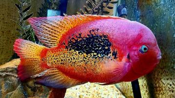 Vieja Biffasciatus Chacamax cichliden beschikbaar voor biedingen