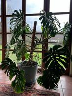 Heel grote monstera, Huis en Inrichting, Kamerplanten, Ophalen