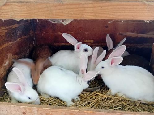Mooie verse vleeskonijnen te verkrijgen, Dieren en Toebehoren, Konijnen
