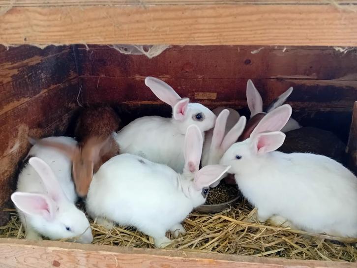 Mooie verse vleeskonijnen te verkrijgen, Dieren en Toebehoren, Konijnen