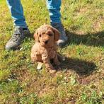Dwergpoedel pups, Dieren en Toebehoren, Poedel, België, 8 tot 15 weken, Meerdere
