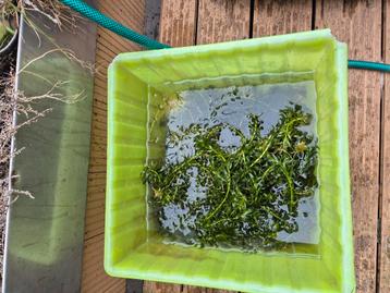 Waterpest beschikbaar voor biedingen