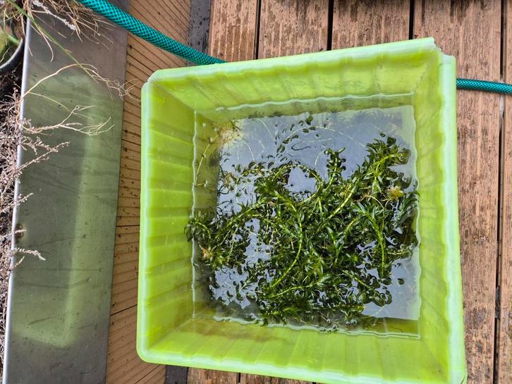 Waterpest, Dieren en Toebehoren, Vissen | Aquaria en Toebehoren, Ophalen