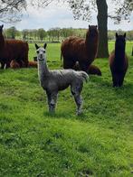 alpaca's, Meerdere dieren