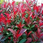 Photinia fras. ‘Carré Rouge’ / glansmispel 40/50 3 L, Enlèvement