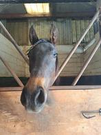 Lieve twenter merrie Ace, Dieren en Toebehoren, Minder dan 160 cm, 0 tot 2 jaar, Onbeleerd, Recreatiepaard