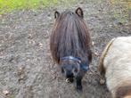 Brave mini ruintje, Dieren en Toebehoren, Ruin, A pony (tot 1.17m), Gechipt, 7 tot 10 jaar