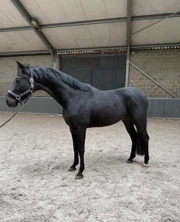 3 jarige ruin te koop beschikbaar voor biedingen