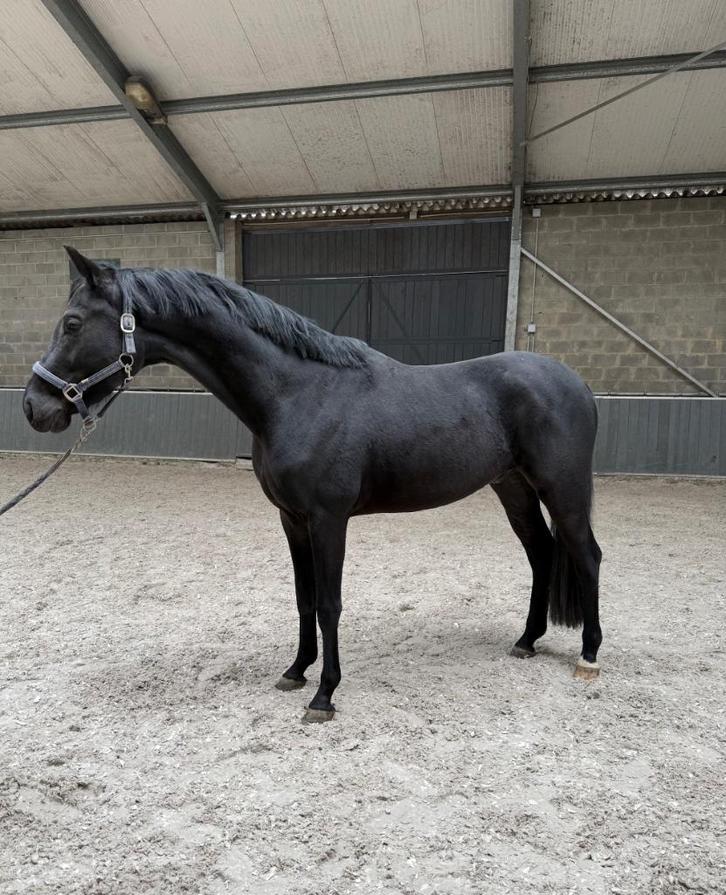 3 jarige ruin te koop, Dieren en Toebehoren, Paarden, Ruin, Zadelmak, Minder dan 160 cm, 3 tot 6 jaar, Dressuurpaard, Met stamboom