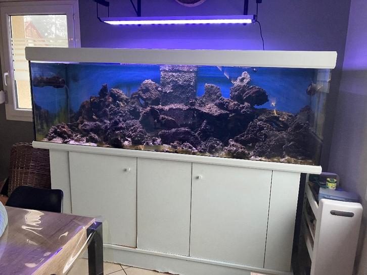 Aquarium 1000litres, Animaux & Accessoires, Poissons | Aquariums & Accessoires, Utilisé, Aquarium d'eau de mer rempli, Enlèvement