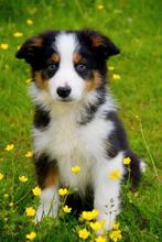 Heel mooie Tricolor Border Collie pup, Parvovirose, Plusieurs, Belgique, 8 à 15 semaines