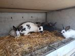 reuzenvlinder voetster met 6 jongen, Meerdere dieren, Groot, 0 tot 2 jaar
