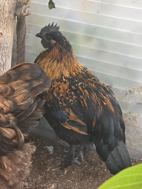 Gratis haantje, Dieren en Toebehoren, Pluimvee, Kip, Mannelijk