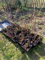 Verbena bonariensis ijzerhard, Tuin en Terras, Ophalen of Verzenden, Vaste plant, Volle zon