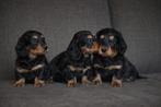 Prachtige langharige Teckel pupjes, Dieren en Toebehoren, Parvo, België, 8 tot 15 weken, Dwerg