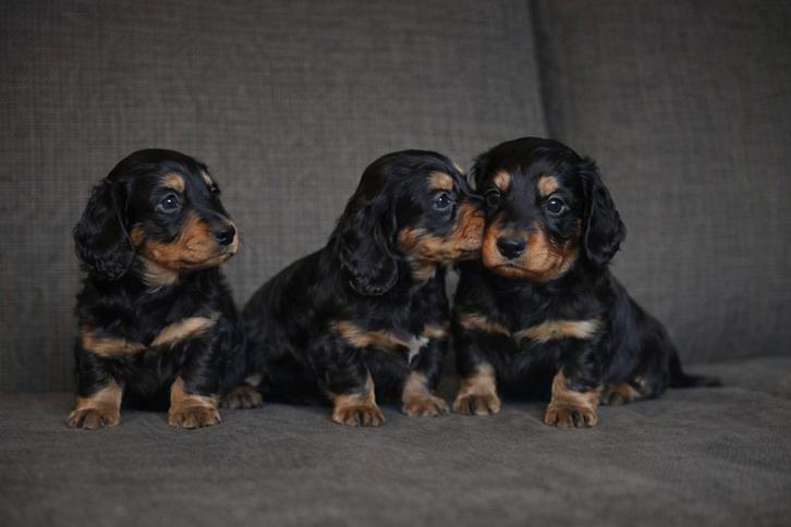 Prachtige langharige Teckel pupjes, Animaux & Accessoires, Chiens | Teckels & Bassets, Plusieurs animaux, Poils longs, Nain, Éleveur | Professionnel