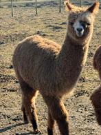 Alpaca hengst, Dieren en Toebehoren, Overige Dieren, Mannelijk