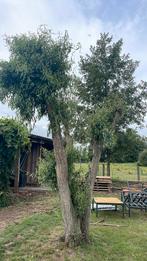 Krulwilg boom, Tuin en Terras, Ophalen
