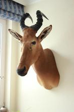 Taxidermie grote afrikaanse kop Hartebeest, Enlèvement