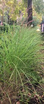 Miscanthus - Prachtriet, Tuin en Terras, Ophalen, Vaste plant