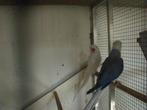 halsband parkiet, Dieren en Toebehoren, Vogels | Parkieten en Papegaaien, Meerdere dieren, Parkiet, Geringd