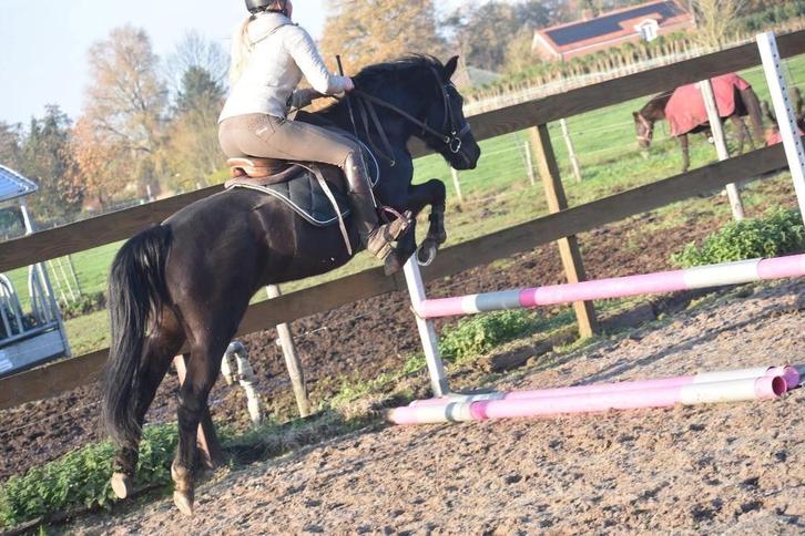 New Forest STERmerrie, 7 jr, correcte grote C, Dieren en Toebehoren, Pony's, Merrie, L, C pony (1.27m tot 1.37m), Springpony, 7 tot 10 jaar