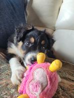 Border Collie pups teefje sociaal opgroeiend in mn huisje, Dieren en Toebehoren, Honden | Herdershonden en Veedrijvers, België