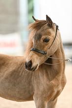 AMHA/BMP jaarlingen, Dieren en Toebehoren, Paarden, Hengst, Gechipt
