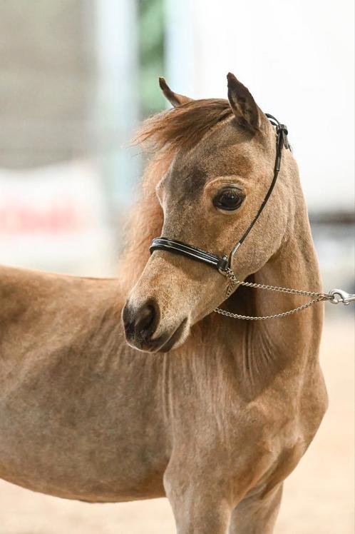 AMHA/BMP jaarlingen, Dieren en Toebehoren, Paarden, Hengst, Gechipt, Ontwormd