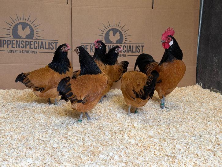 Jonge tamme Vorwerk kriel kippen gesekst & ingeënt, Dieren en Toebehoren, Pluimvee, Kip, Vrouwelijk