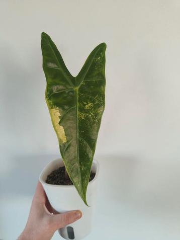 Alocasia Longiloba Variegata, Huis en Inrichting, Ophalen
