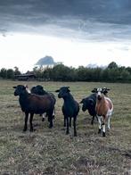 Kameroen rammen, Dieren en Toebehoren, Mannelijk, Schaap, 0 tot 2 jaar