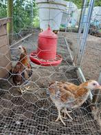 2 Auracana hanen kuikens te koop geboren maart, Poule ou poulet, Mâle
