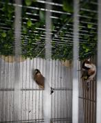 Koppel distelvinken, Dieren en Toebehoren