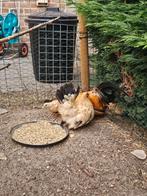 Chabo kriel kuikens, Dieren en Toebehoren, Pluimvee, Meerdere dieren, Kip