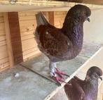 Sierduiven Duitse Modena Schietti, Dieren en Toebehoren, Vogels | Duiven