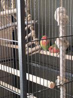 agapornis roseicolli koppel gereserveerd, Dieren en Toebehoren, Meerdere dieren, Dwergpapegaai of Agapornis, Geringd