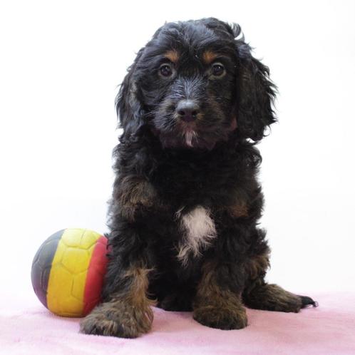 Cockapoo - zacht Belgische teefje te koop, Dieren en Toebehoren, Honden | Chihuahua's en Gezelschapshonden, Teef, Overige rassen